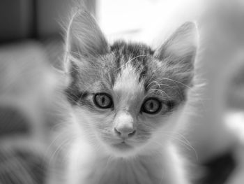 Close-up portrait of cat with kitten