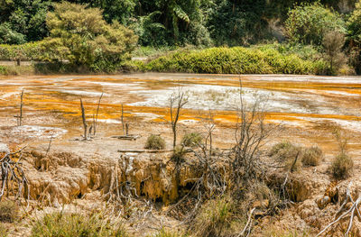 Scenic view of river in forest