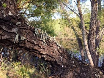 Low angle view of trees in forest