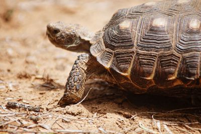 Close-up of a turtle on field
