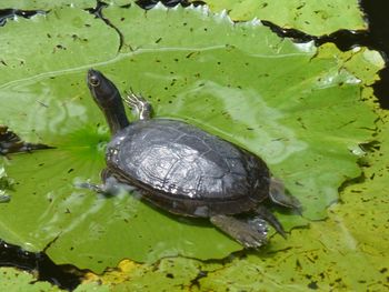 High angle view of turtle in water