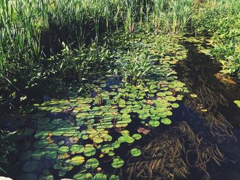 Full frame shot of plants