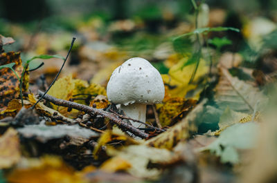 Small white mushroom in yellow fallen leaf. autumn forest. blurred background.