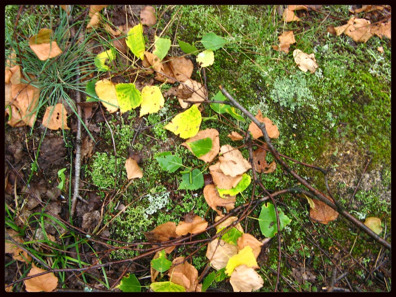 transfer print, leaf, auto post production filter, high angle view, plant, dry, grass, growth, autumn, nature, field, leaves, fallen, green color, day, ground, change, fragility, outdoors, season