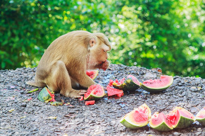 Monkey sitting on a tree