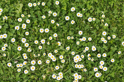 Full frame shot of daisy growing on field at lawn