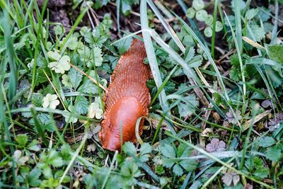 Close-up of lizard on grass