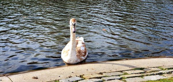 High angle view of swan swimming in lake