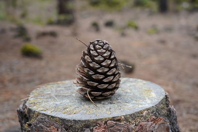 Close-up of pine cone on rock