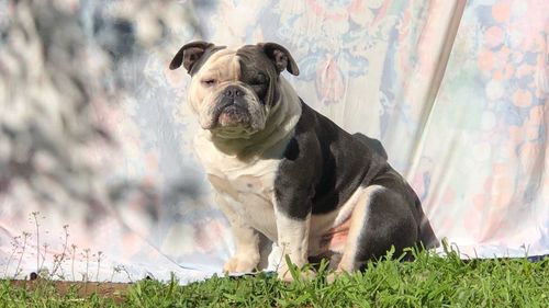 Dog sitting on field