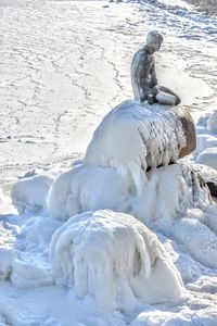 Close-up of sheep on beach during winter