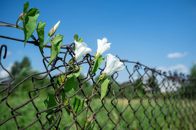 Close-up of white flowering plant against sky