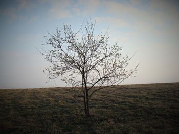 Bare tree on field