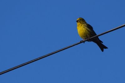 Low angle view of bird perching against clear blue sky