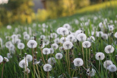 White flowers growing in field