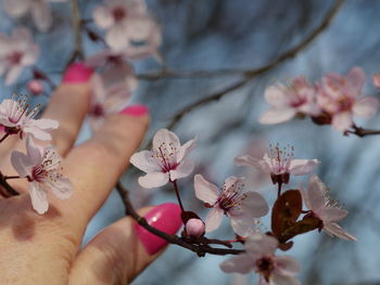 Close-up of pink flowers