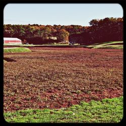 Trees on grassy field