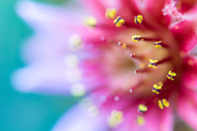 Close-up of flower against blurred background