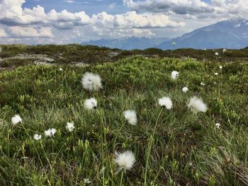 View of white flowering plants on field