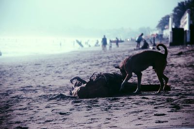 View of dog on beach