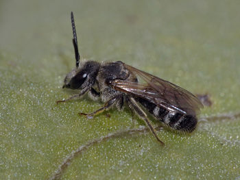 Close-up of insect