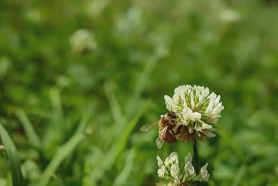 Close-up of insect on plant