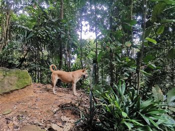 View of dog in forest