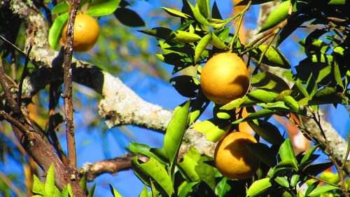 Low angle view of oranges growing on tree during sunny day