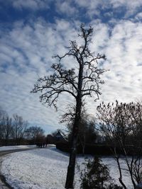 Bare tree on snow covered landscape against sky