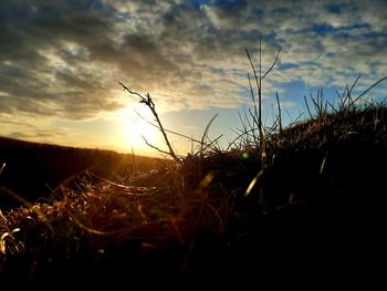 Silhouette plants on field against sky during sunset