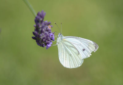 Close-up of butterfly pollinating on purple flower