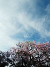 Low angle view of blooming tree against sky