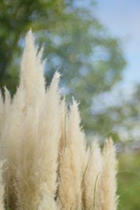 Close-up of cactus growing on land against sky