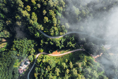 Scenic view of forest