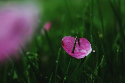 Close-up of purple flowers blooming in field