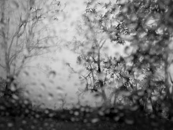 Close-up of raindrops on flowering tree