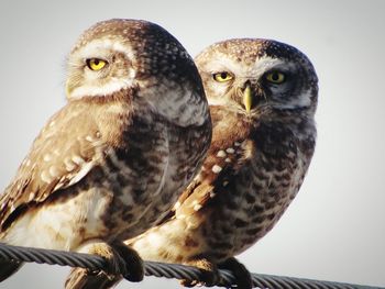 Close-up portrait of owl