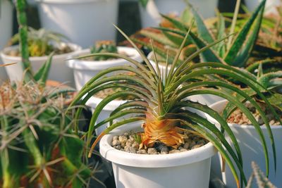 Close-up of potted plant in yard