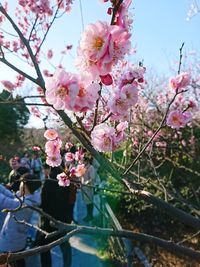 Close-up of pink cherry blossoms in spring