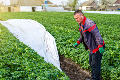 A farmer removes agrofibre from a potato plantation. opening of young potato bushes as it warms