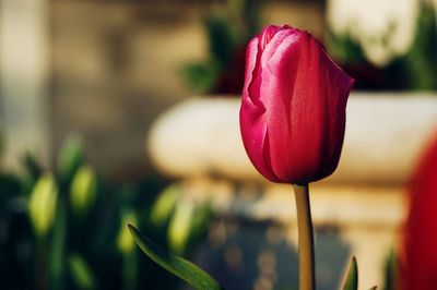 Close-up of red tulip