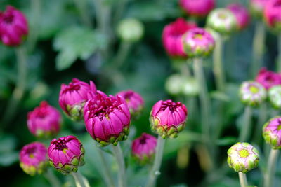 Close-up of pink flowering plants