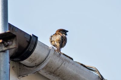 Low angle view of bird perching on roof against clear sky