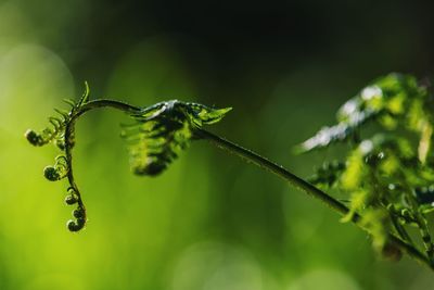 Close-up of green plant