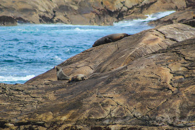 Scenic view of rocky beach