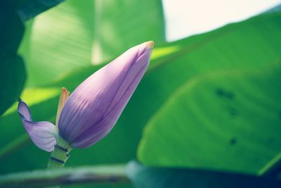 Close-up of purple water lily