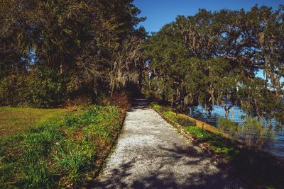 Dirt road amidst trees against sky