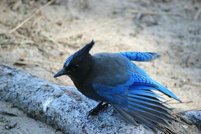 Close-up of bird perching outdoors