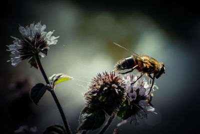 Close-up of bee pollinating on flower