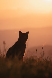 Silhouette of cat on field against sky during sunset